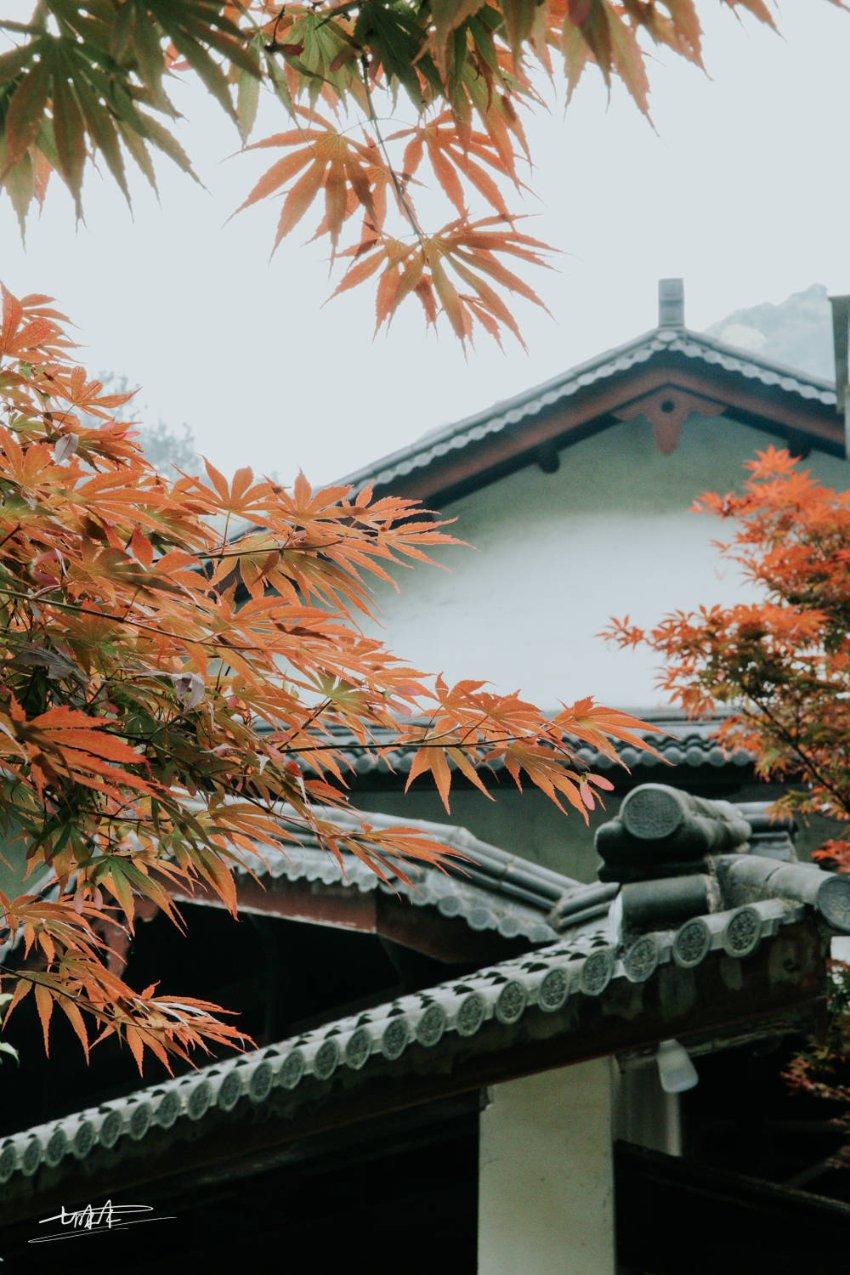 月光影视